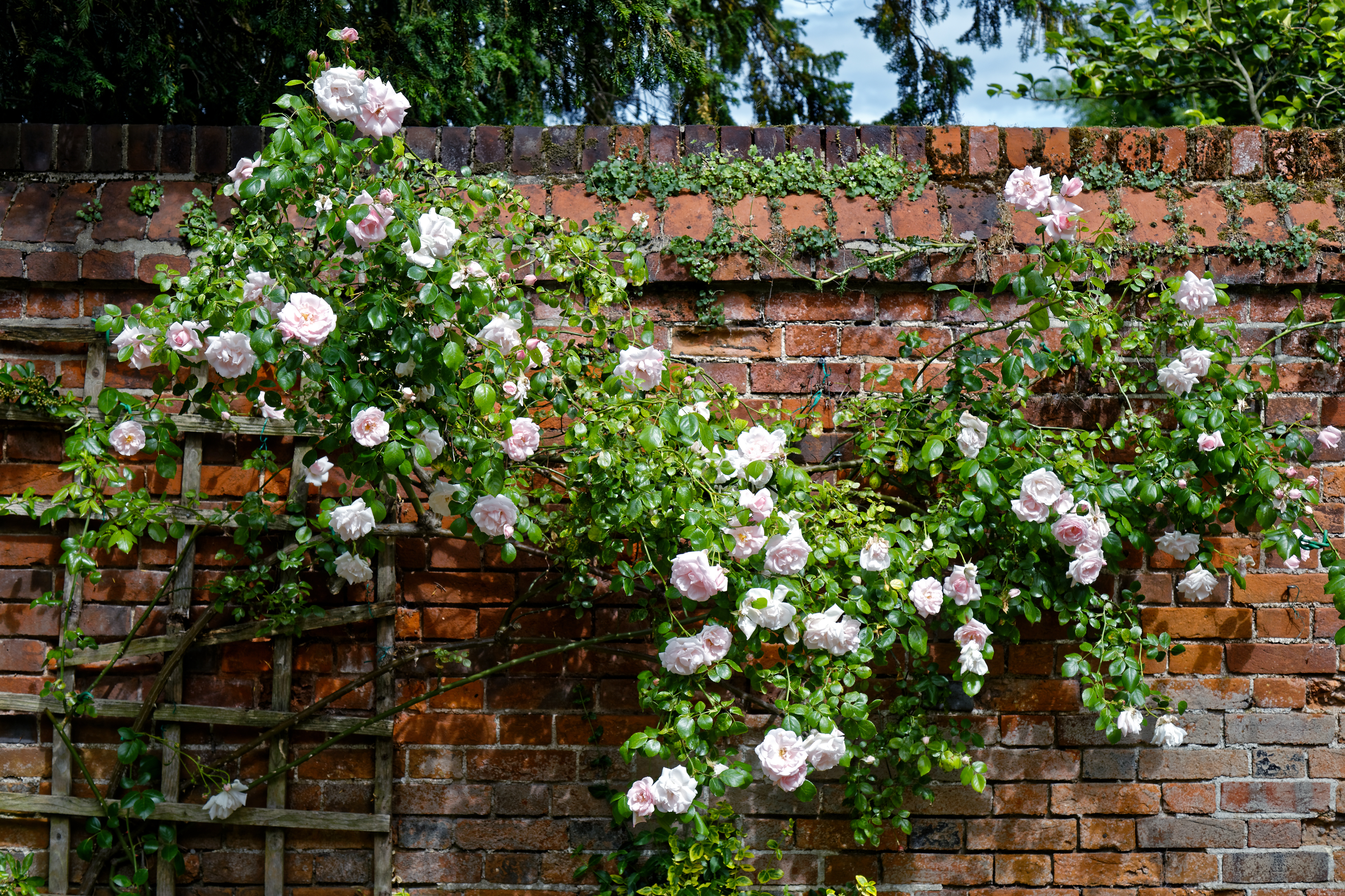 Роза плетистая (Rose climbing Peach Melba)