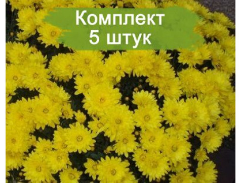 Хризантема Пауло Еллоу (Мультифлора/Желтая)