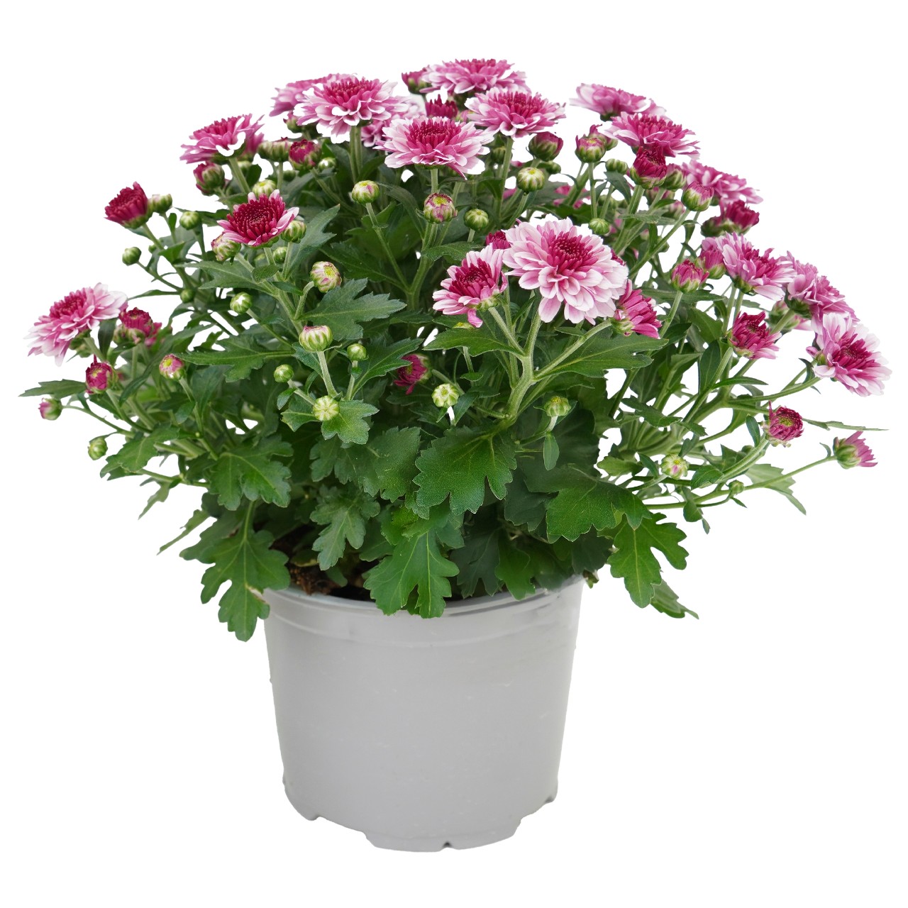 Хризантема Banquet Pink Bicolor