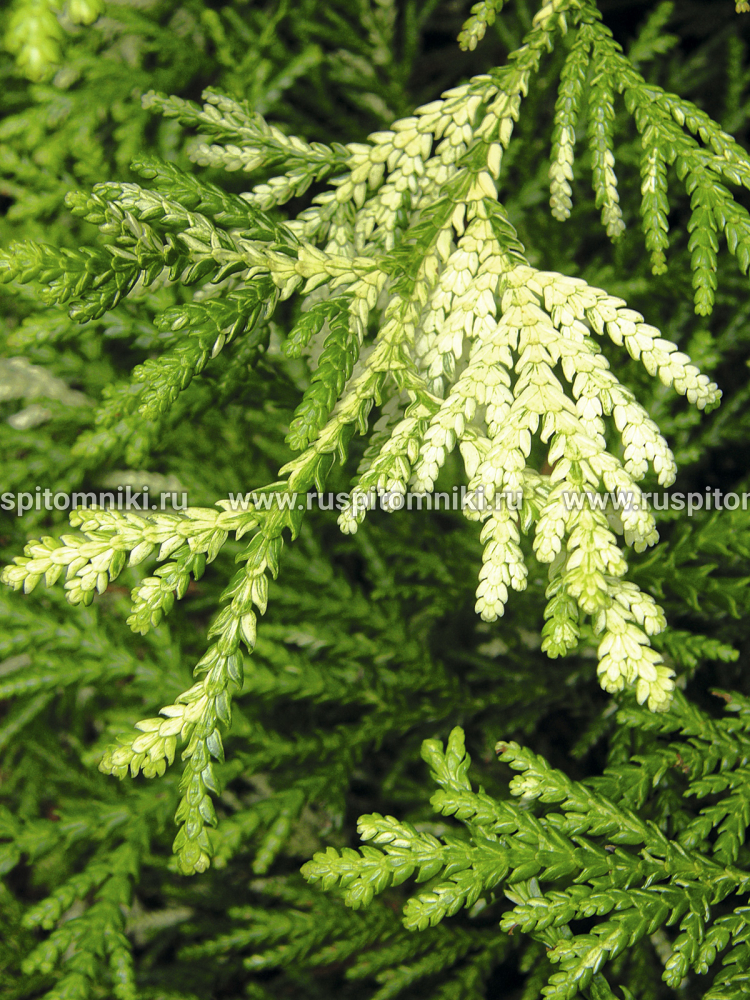 Туевик поникающий Variegata