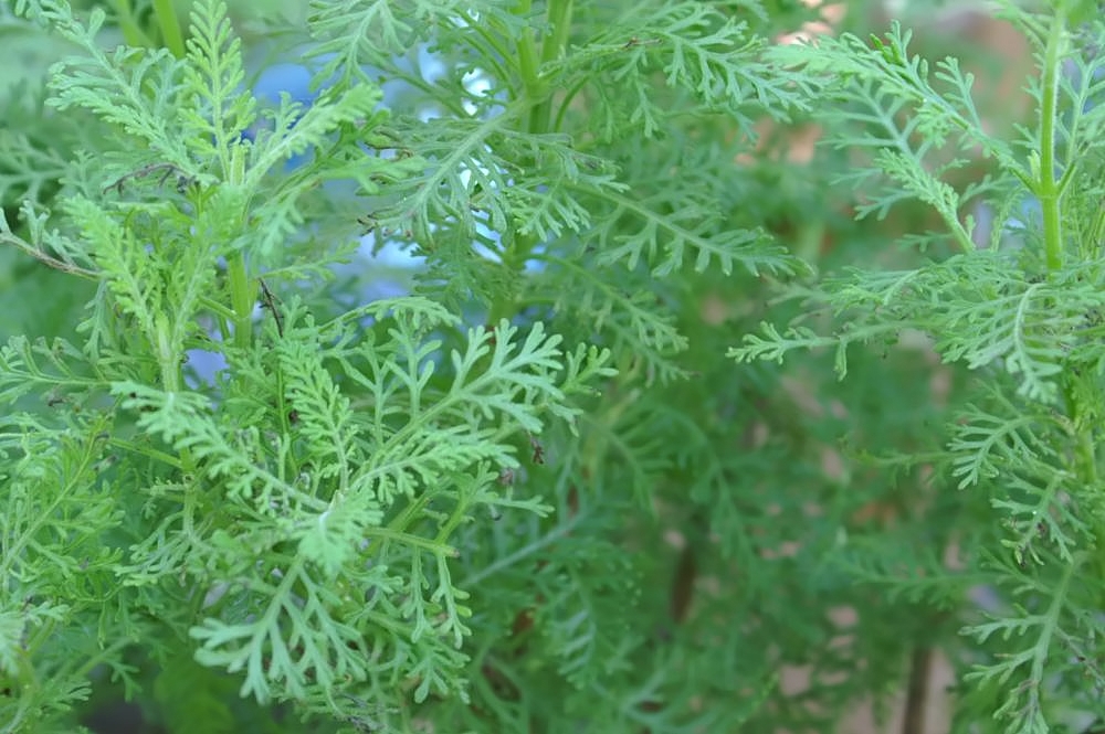 Лаванда pinnata