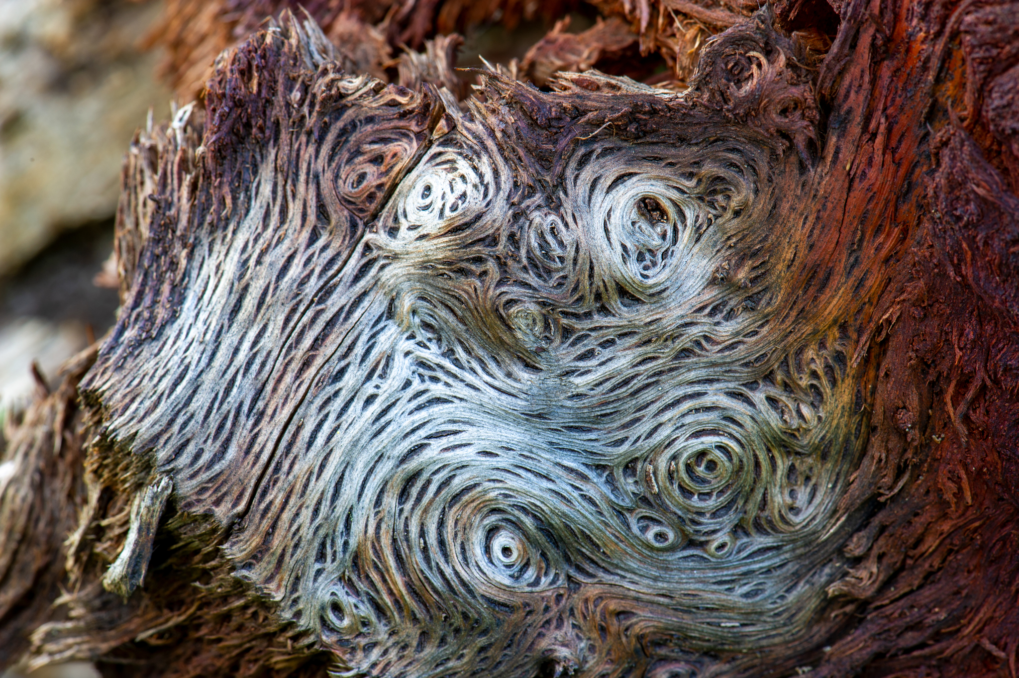 international backfill (iNaturalist): Quercus