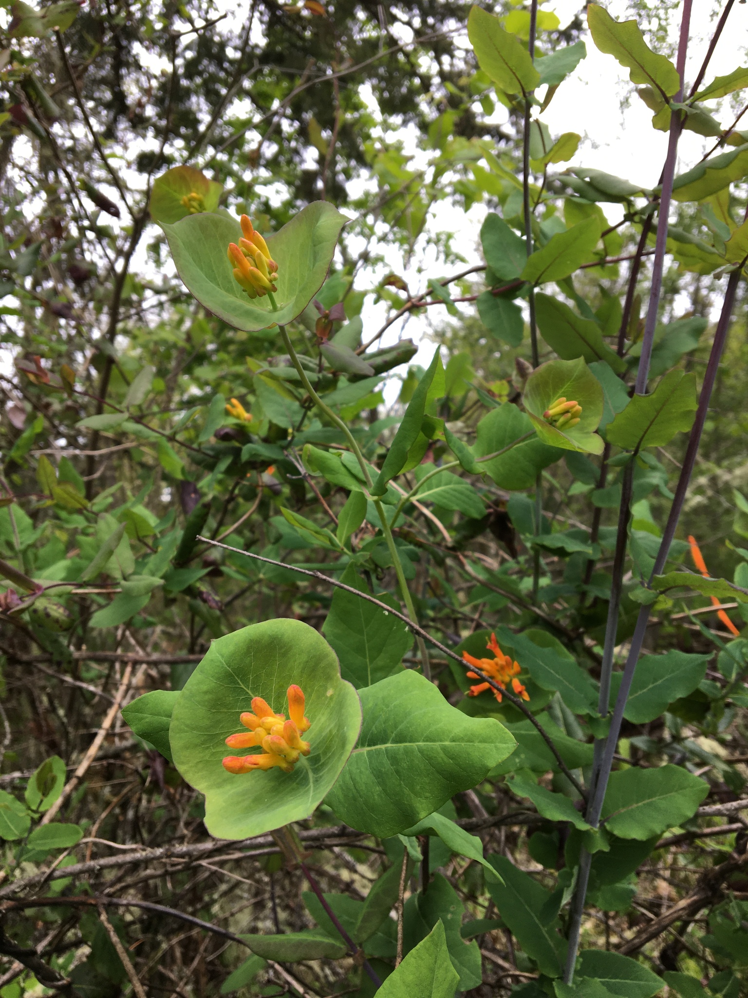 international backfill (iNaturalist): Lonicera