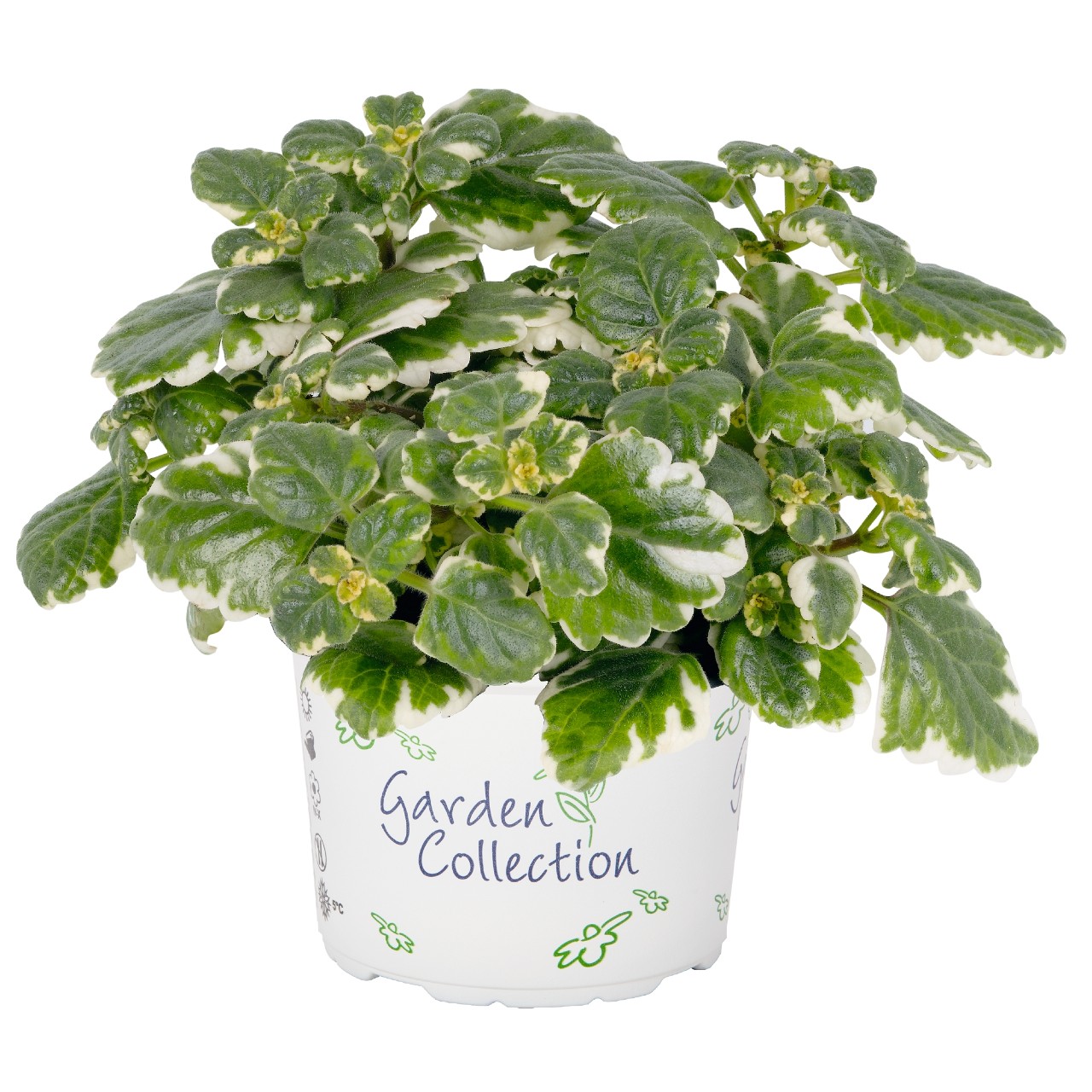 Плектрантус Plectranthus variegata
