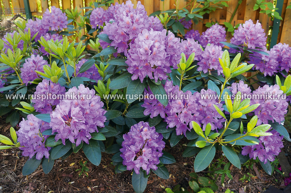 Рододендрон катевбинский Catawbiense Grandiflorum