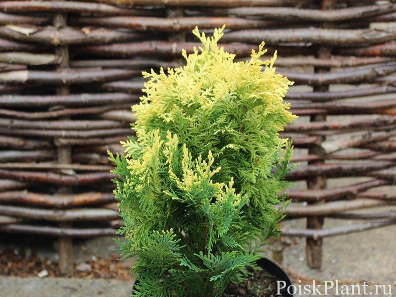 Кипарисовик Лавсона Pygmaea Argentea