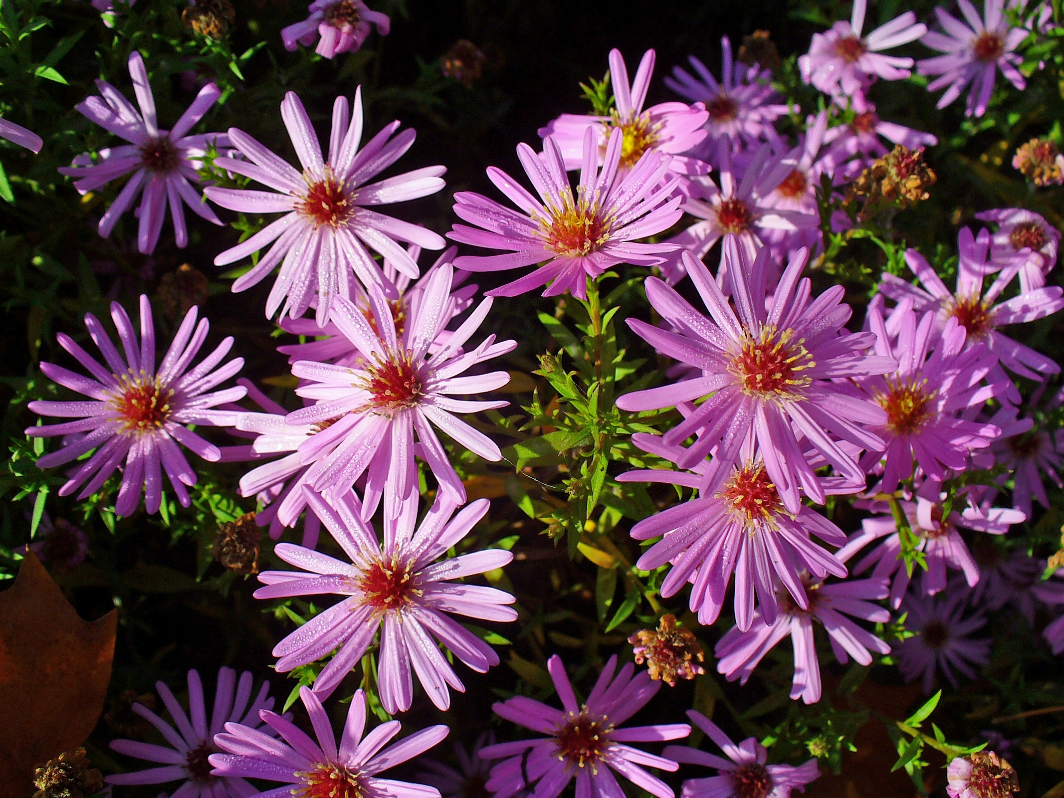 Астра кустарниковая (Aster dumosus Schneekissen)