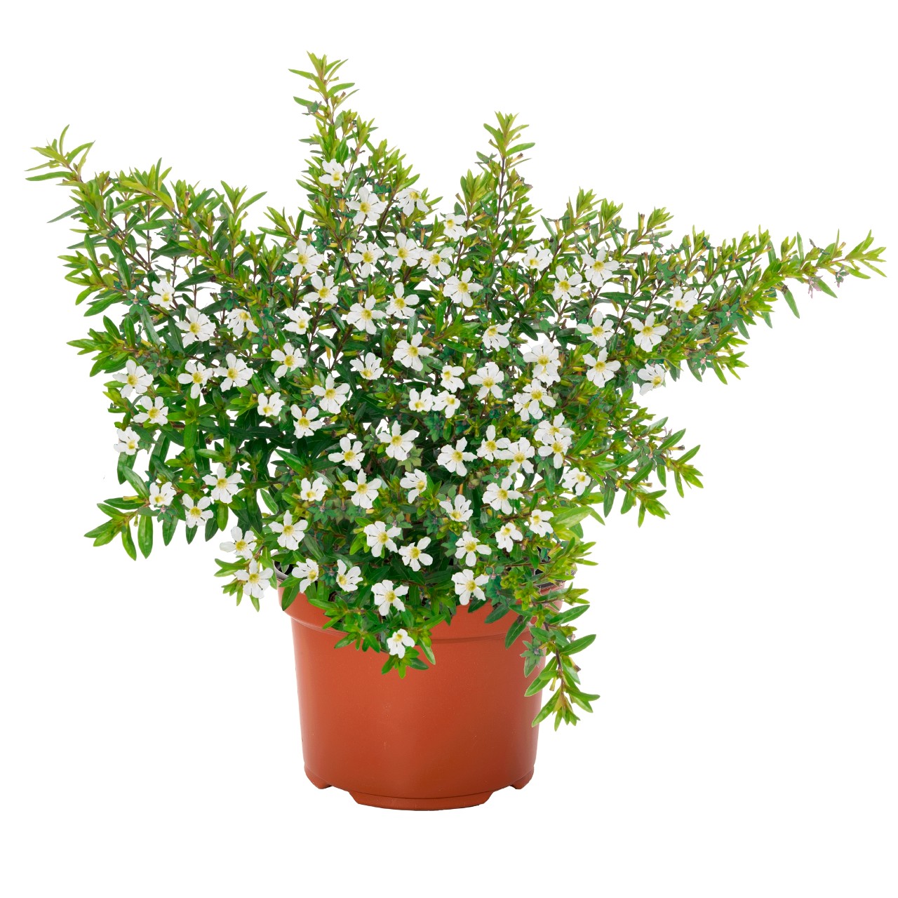 Куфея Cupheasy White