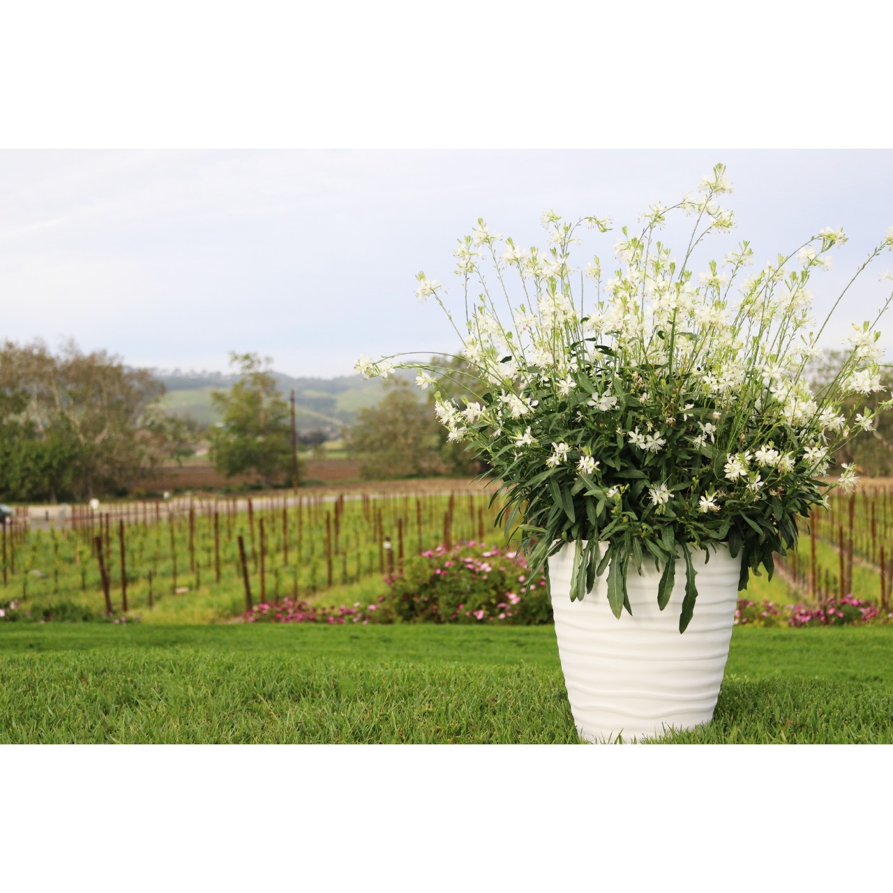 Гаура Graceful White
