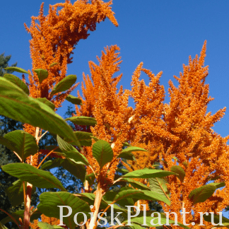 Амарант багряный Orange giant