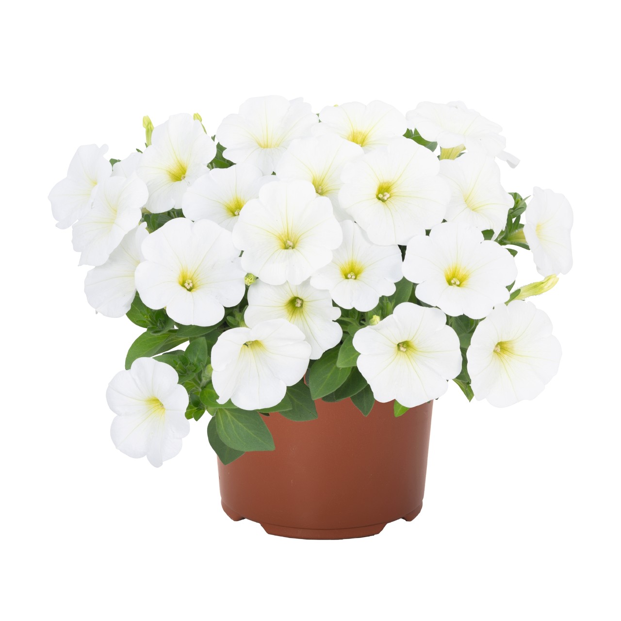 Петуния Potunia White