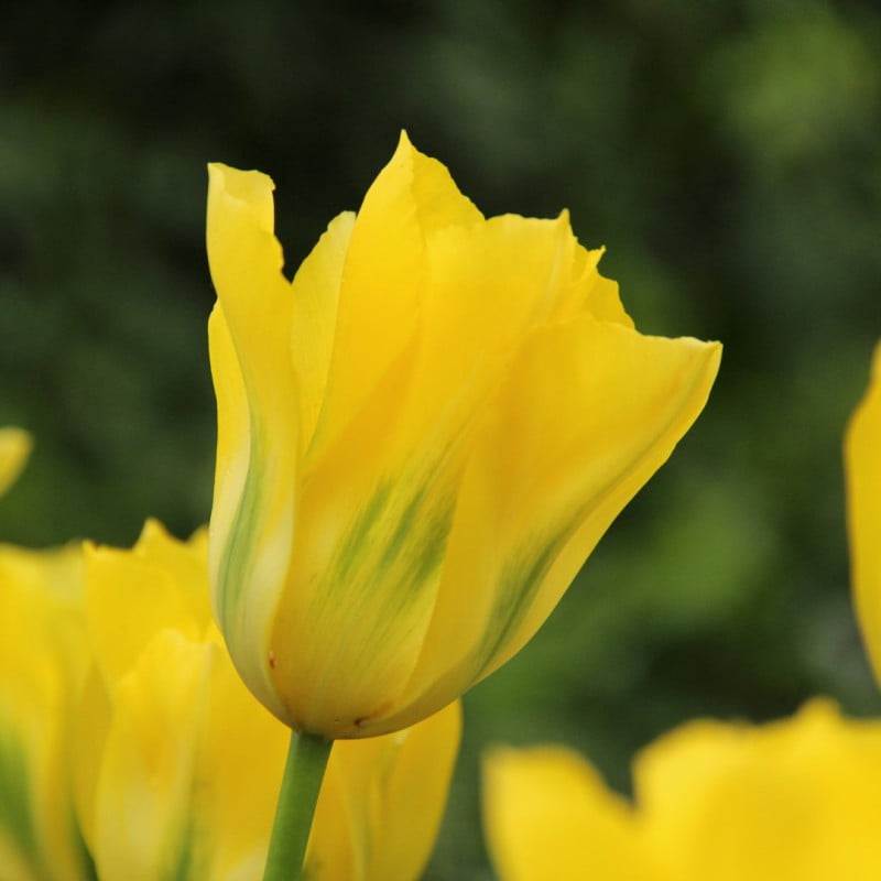 Тюльпан зеленоцветковый Yellow Springgreen