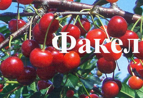 Дюк Факел