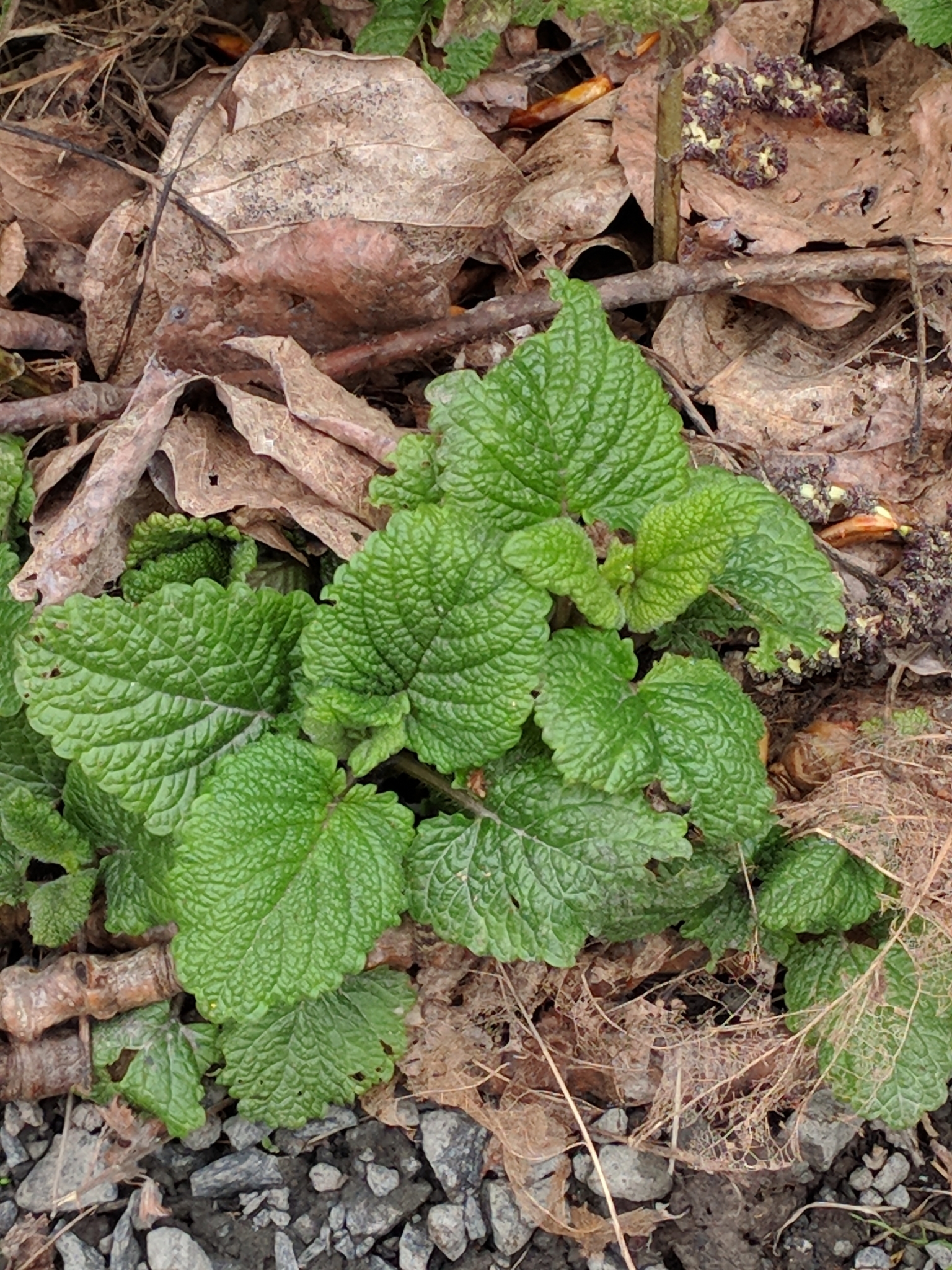 international backfill (iNaturalist): Melissa officinalis