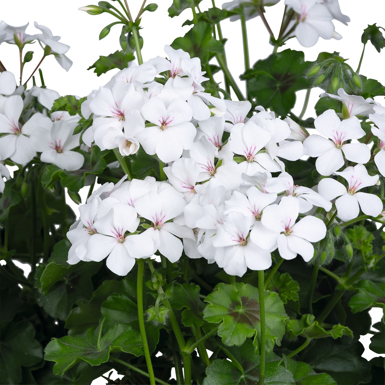 Пеларгония Grand Idols White