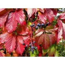 Виноград девичий (Vitis/Parthenocissus quinquefolia)