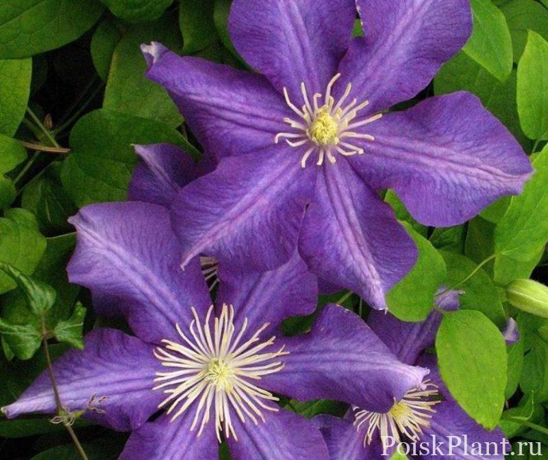 Клематис крупноцветковый Luther Burbank