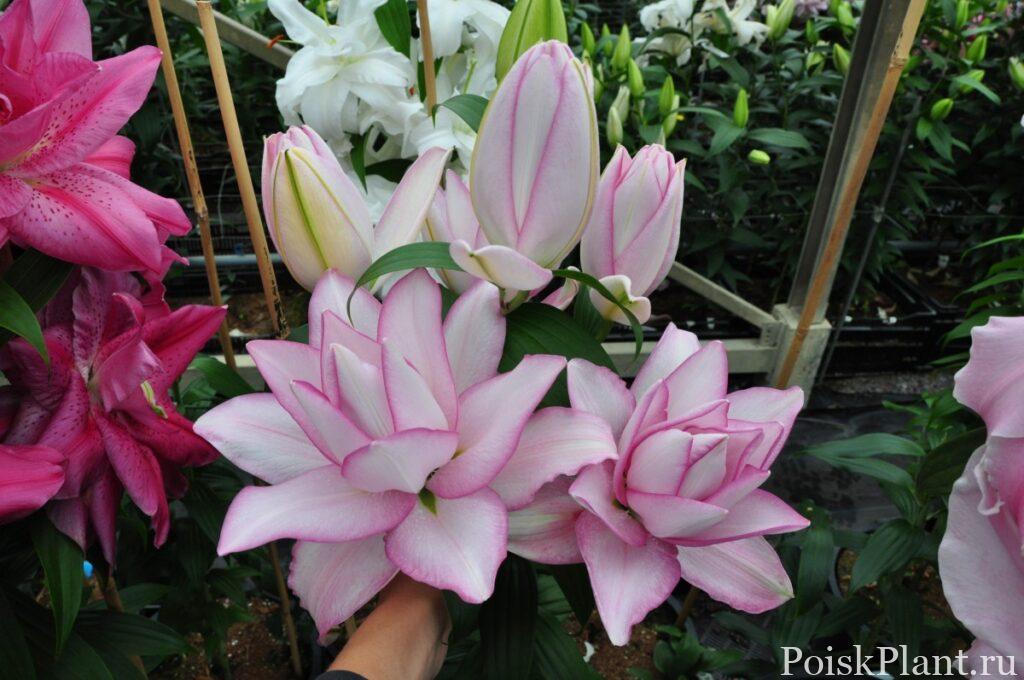 Лилия восточная Roselily Anoushka