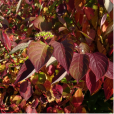 Дерен белый (Cornus alba Kesselringii)