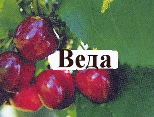 Черешня Веда