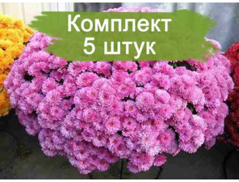 Хризантема Белго Лилак (Мультифлора/Сиреневая)
