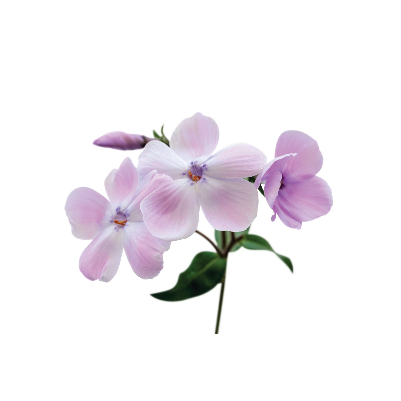Флокс hybrida Woodlander Lilac
