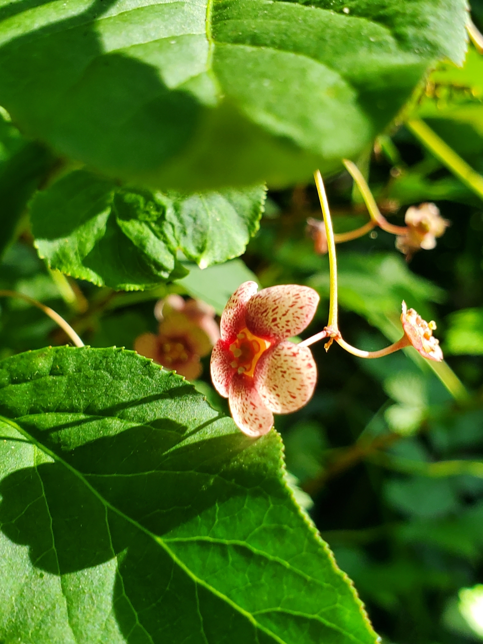 international backfill (iNaturalist): Euonymus