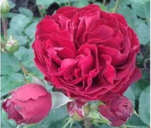 Роза Эротик Рококо