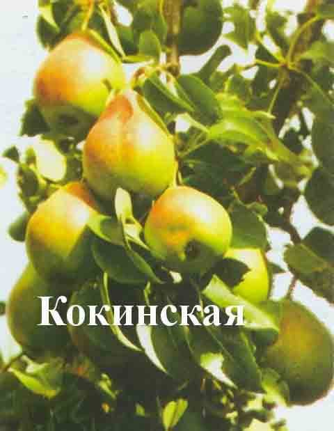 Груша Кокинская