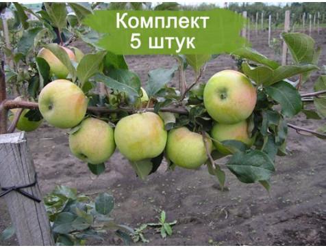 Яблоня СЕВЕРНЫЙ СИНАП