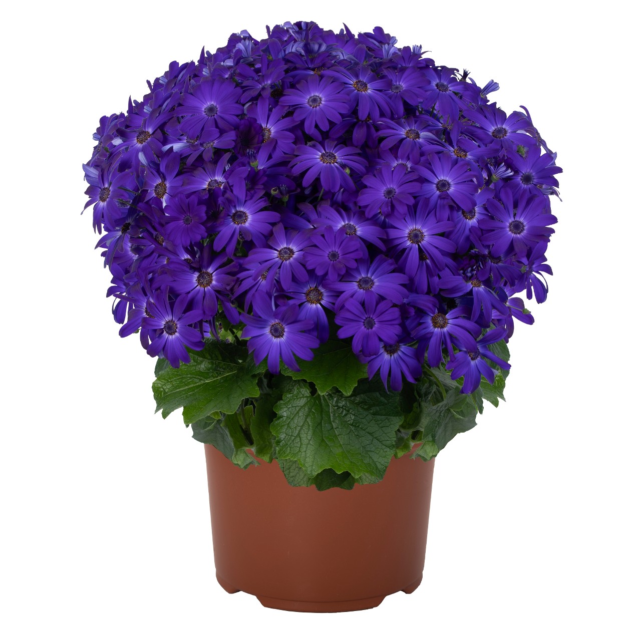 Перикаллис Mandala Plus Blue