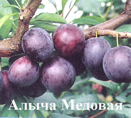Алыча Медовая