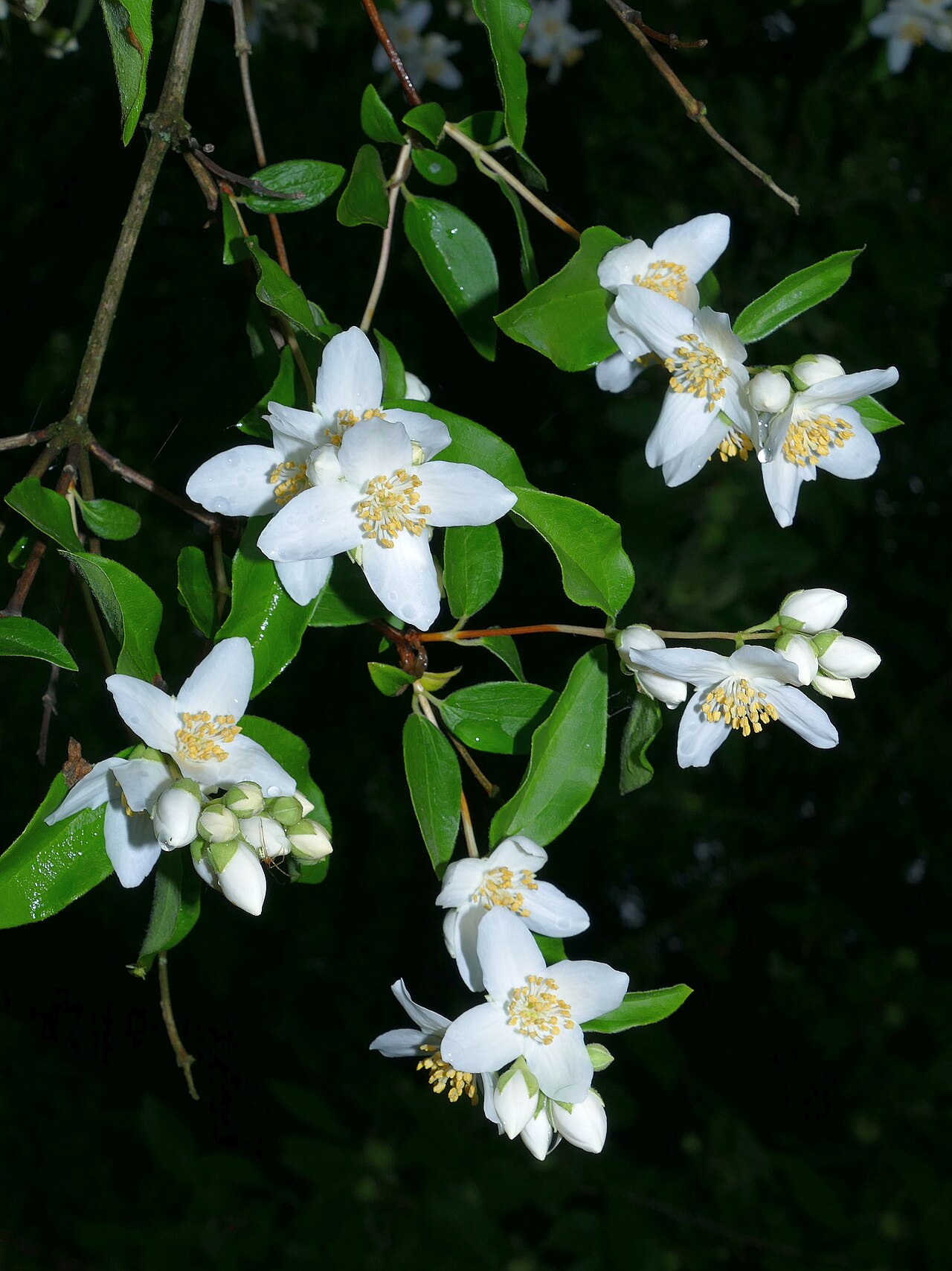 Чубушник Dame Blanche