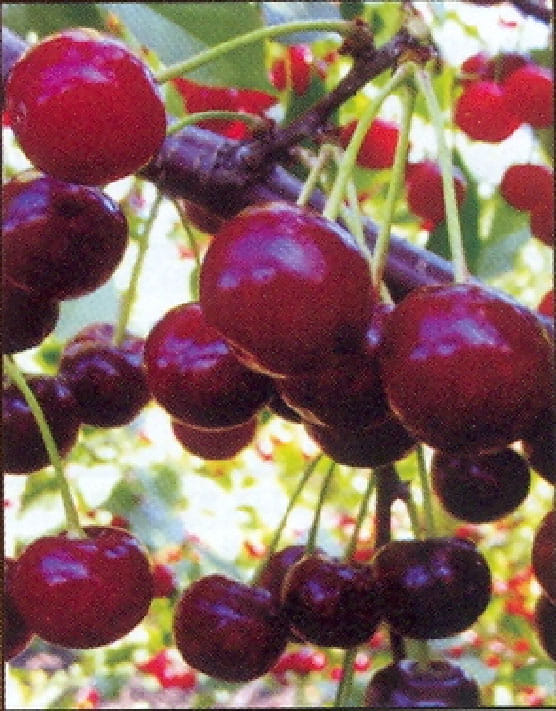 Черешня Десертная Морозовой