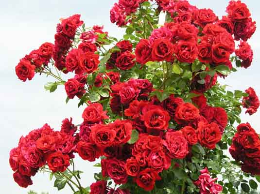 Роза плетистая