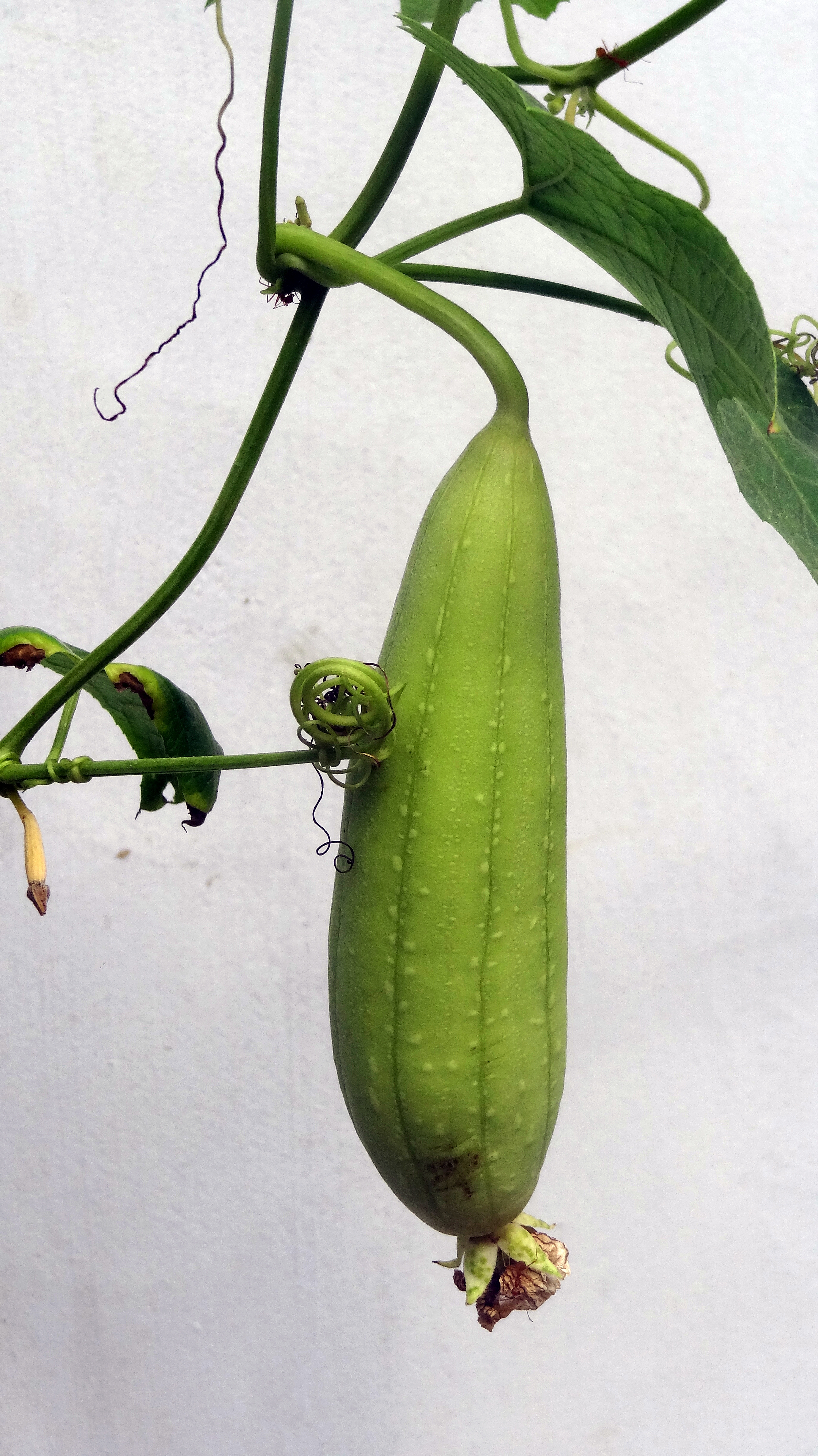 Огурец (Cucumis sativus [{ДР.Бренд}])