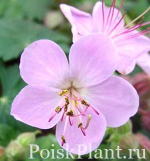 Герань крупнокорневищная Ingwersen s Variety