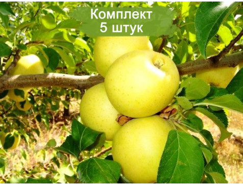 Яблоня Голден Делишес