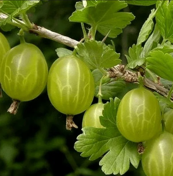 Крыжовник Уральский бесшипный