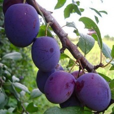 Слива Евразия 2-х летнее ЗКС