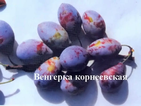 Слива "Венгерка корнеевская" Садоград 2хлетние саженцы