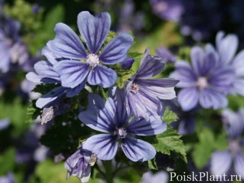 Мальва лесная Primley Blue