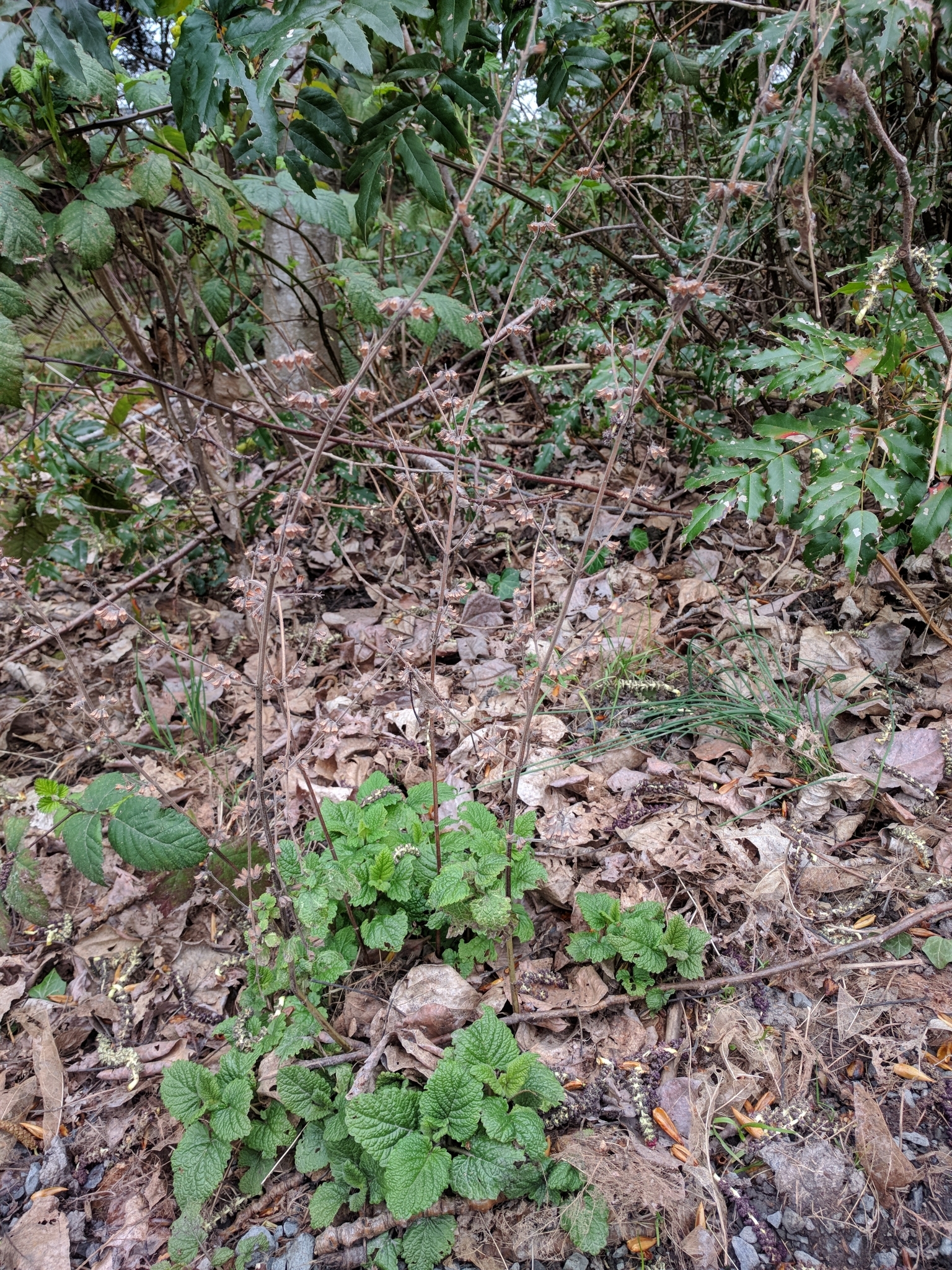 international backfill (iNaturalist): Melissa officinalis