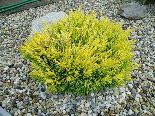 Можжевельник горизонтальный «Lime Glow» (Juniperus horizontalis «Lime Glow»)