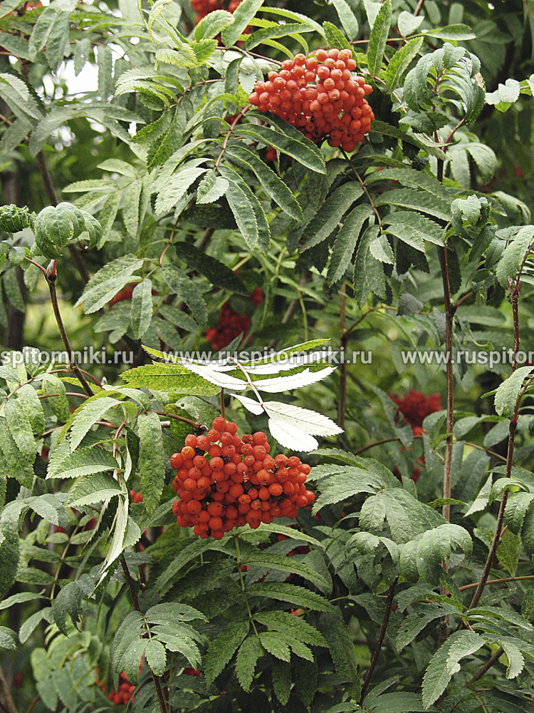 Рябина обыкновенная Моравская' = Sorbus aucuparia var. edulis = S.aucuparia var. moravica = S. aucuparia `Rossica