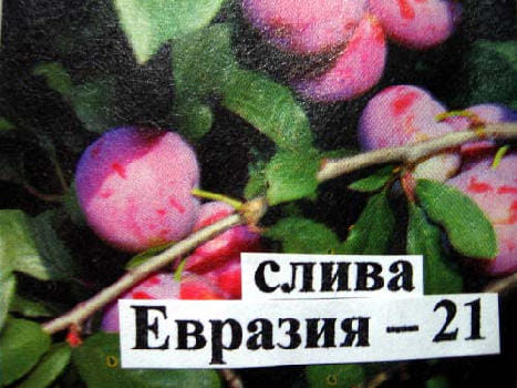 Слива Евразия-21