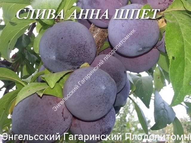 Слива Анна Шпет