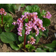 Бадан (Bergenia Edens Dark Margin)
