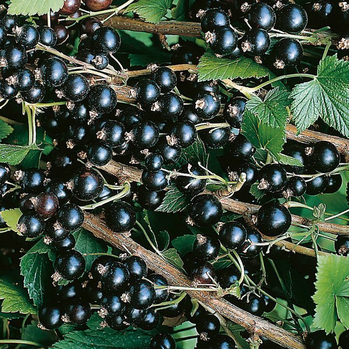 smorodina-ribes-chernaya