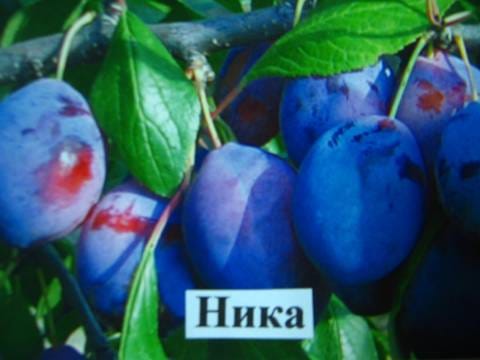 Слива Ника